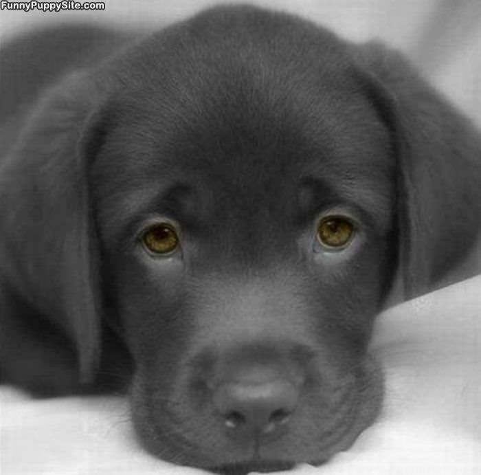 Little Puppy Eyes