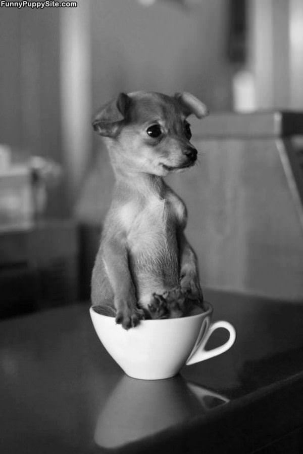 Little Tea Cup