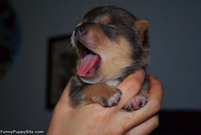 My Cute Yawn