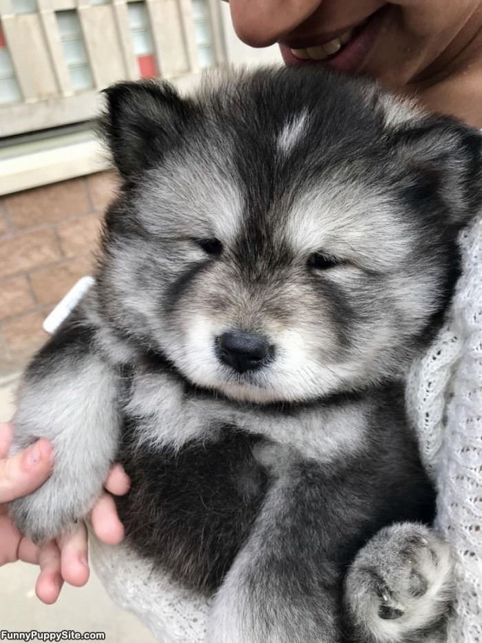 One Fluffy Pupp