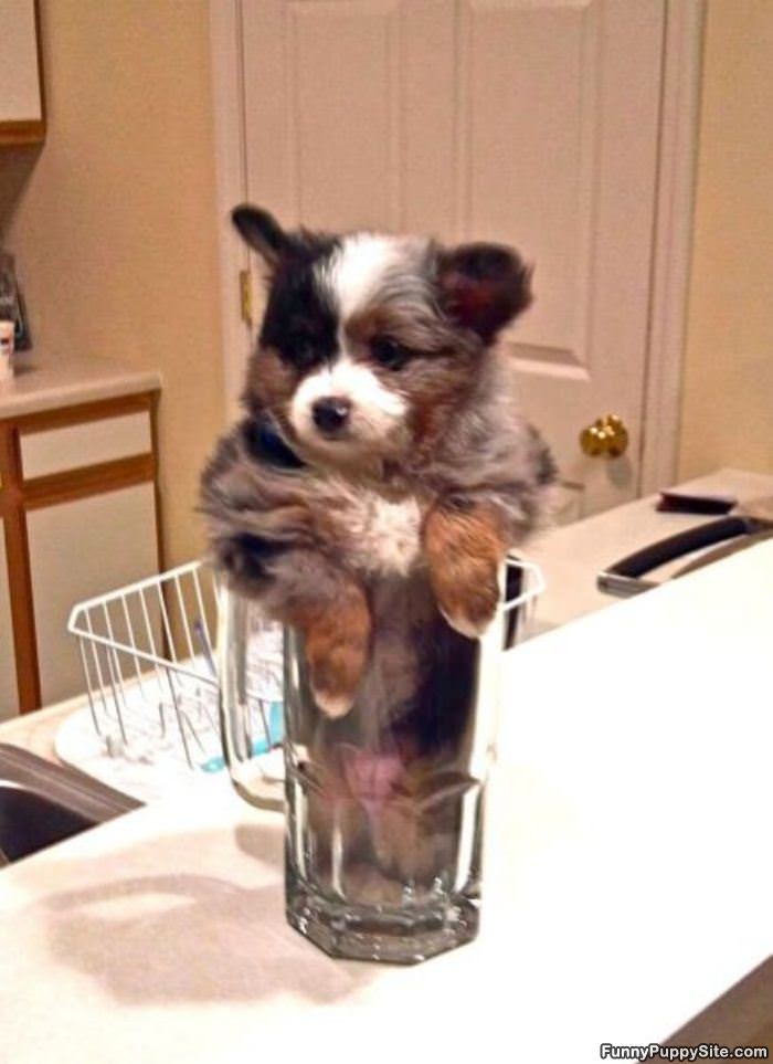 One Glass Of Puppy