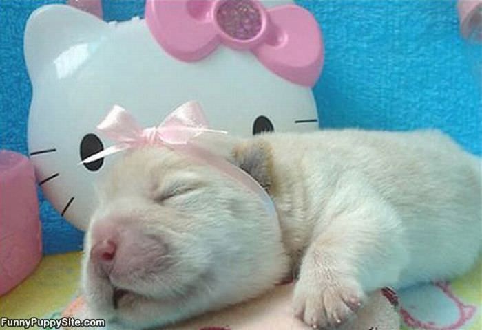 Pink Bow Puppy
