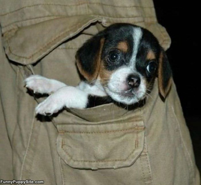 Pocket Puppy