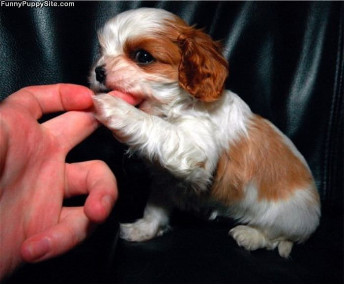 Puppy Bite