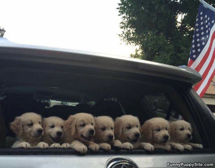 Puppy Delivery