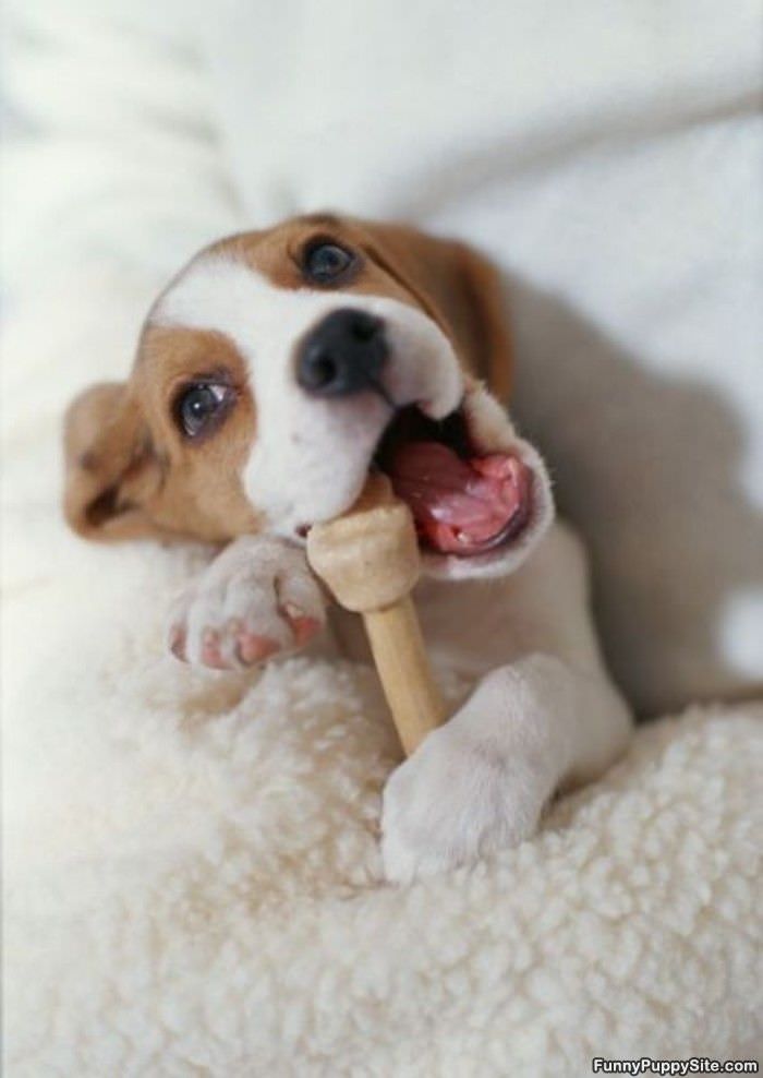 Puppy Eating A Bone