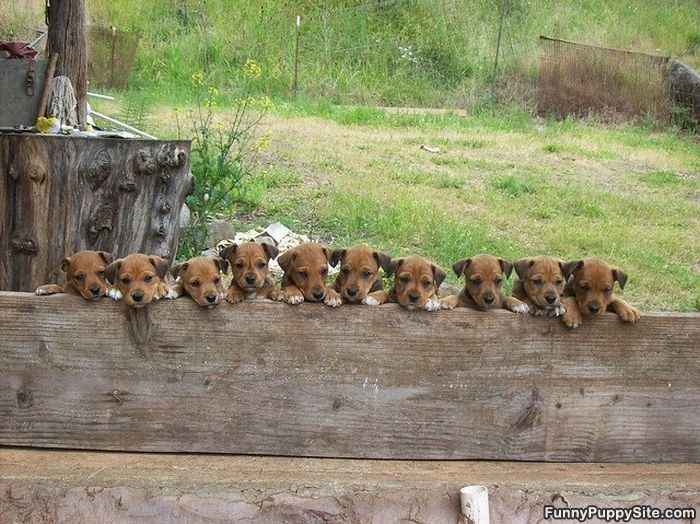 Puppy Fence