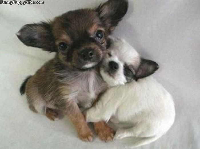 Puppy Hug