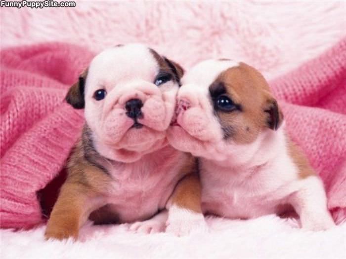 Puppy Kiss Here