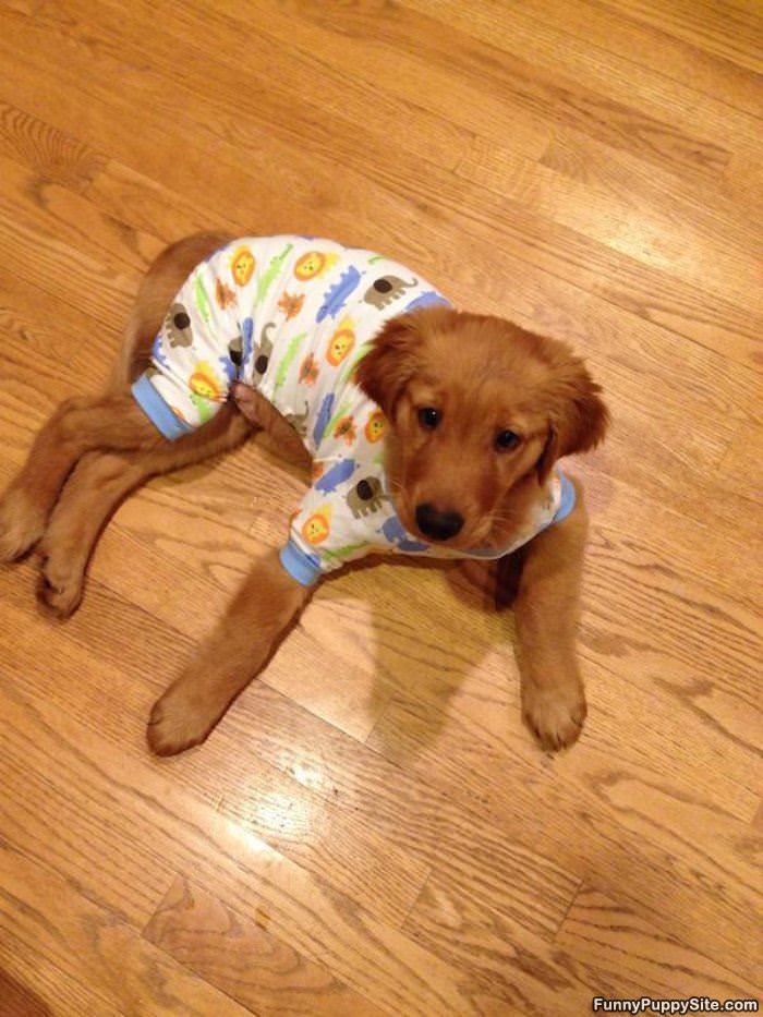Puppy Pajamas