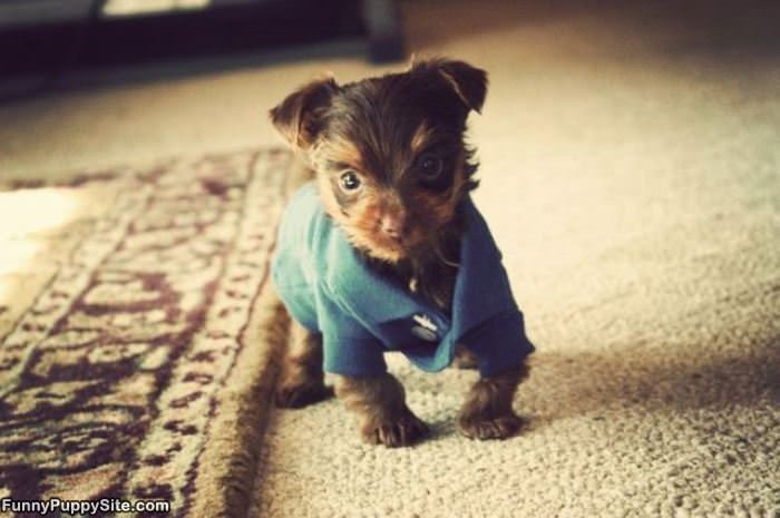 Puppy Polo Shirt
