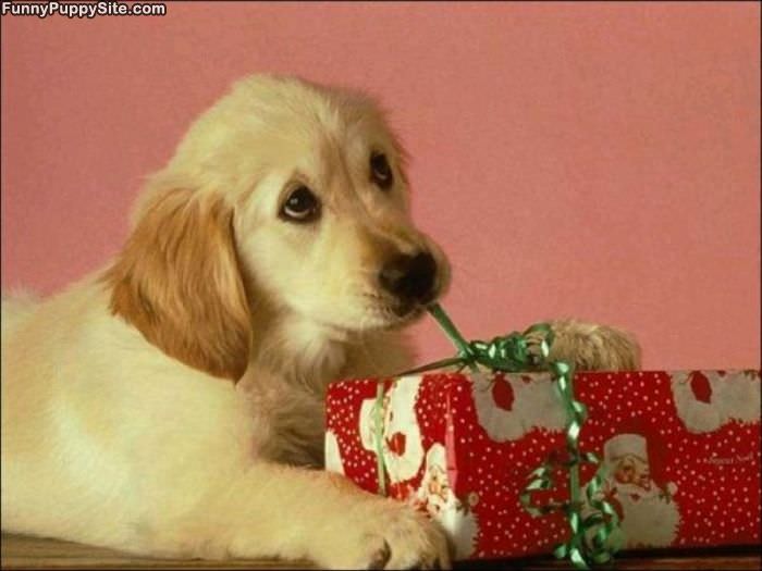 Puppy Present
