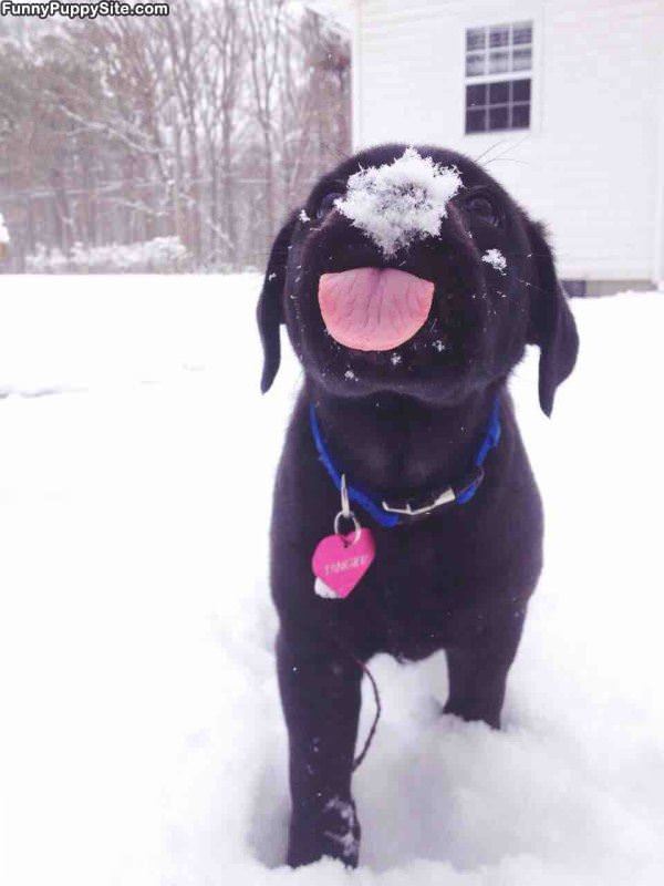 Puppy Snow