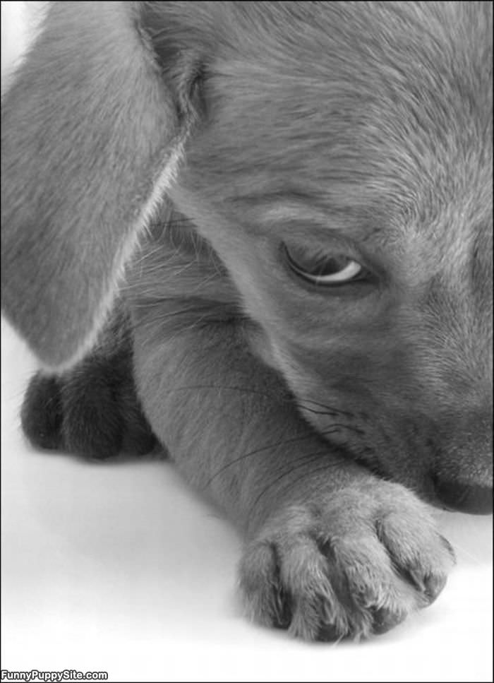 Sad Puppy