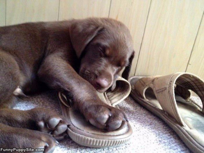 Sleeping On A Sandal