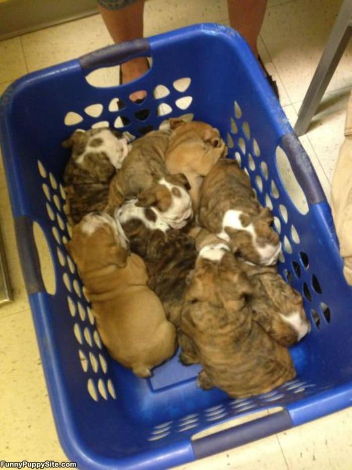 Small Basket Of Puppies