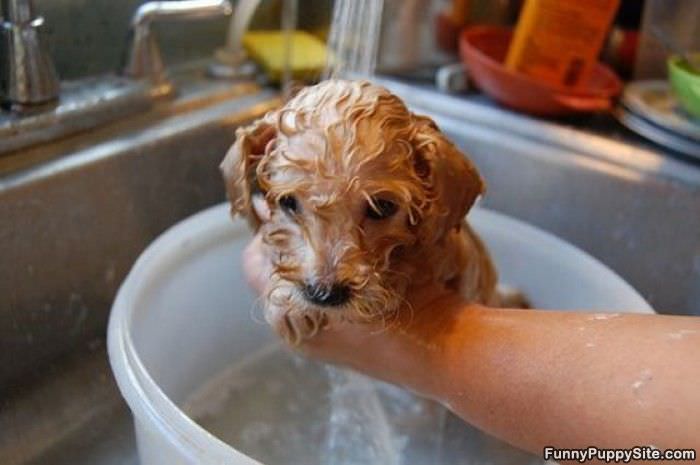 Small Puppy Bath