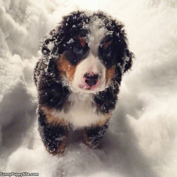 Snowy Puppy