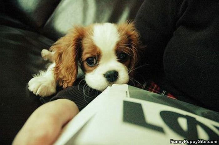So Cute Puppy