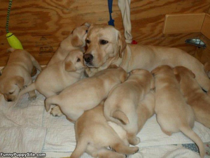 So Many Puppies