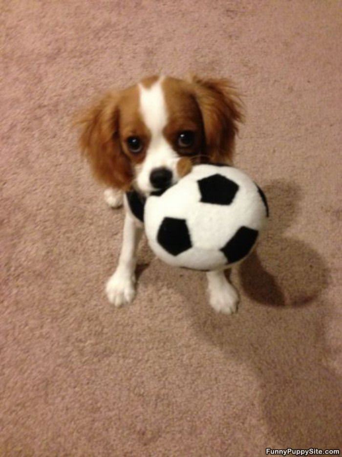 Some Fetch Please
