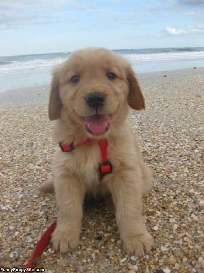 Such A Happy Fluffy Puppy