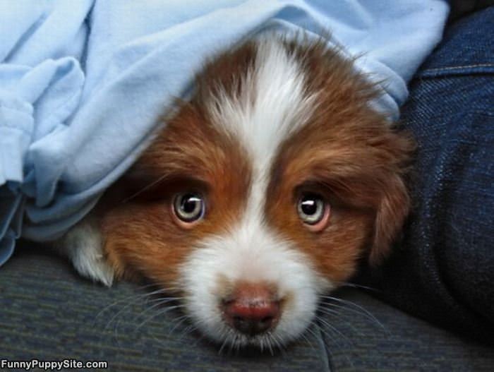 Such Cute Puppy Eyes