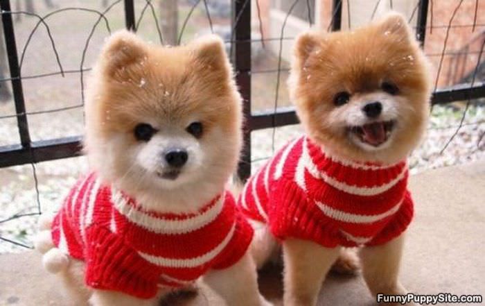 Sweater_Puppies.jpg