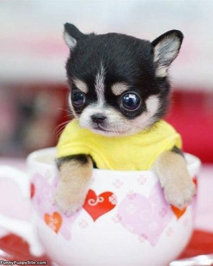 Tea Cup Puppy