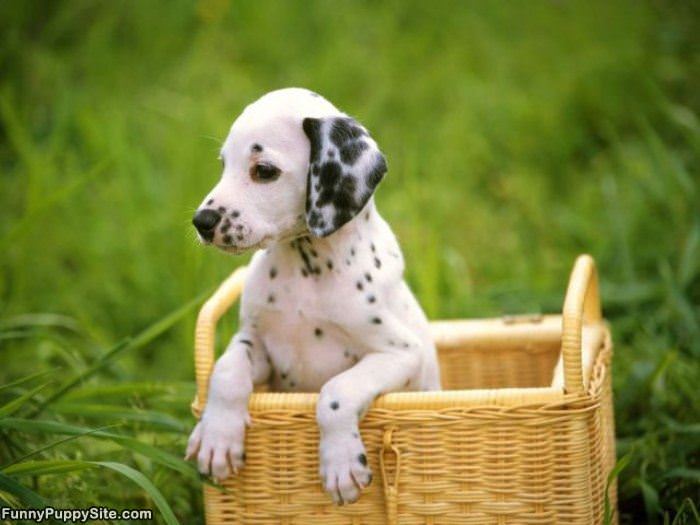 The Basket Of Puppy