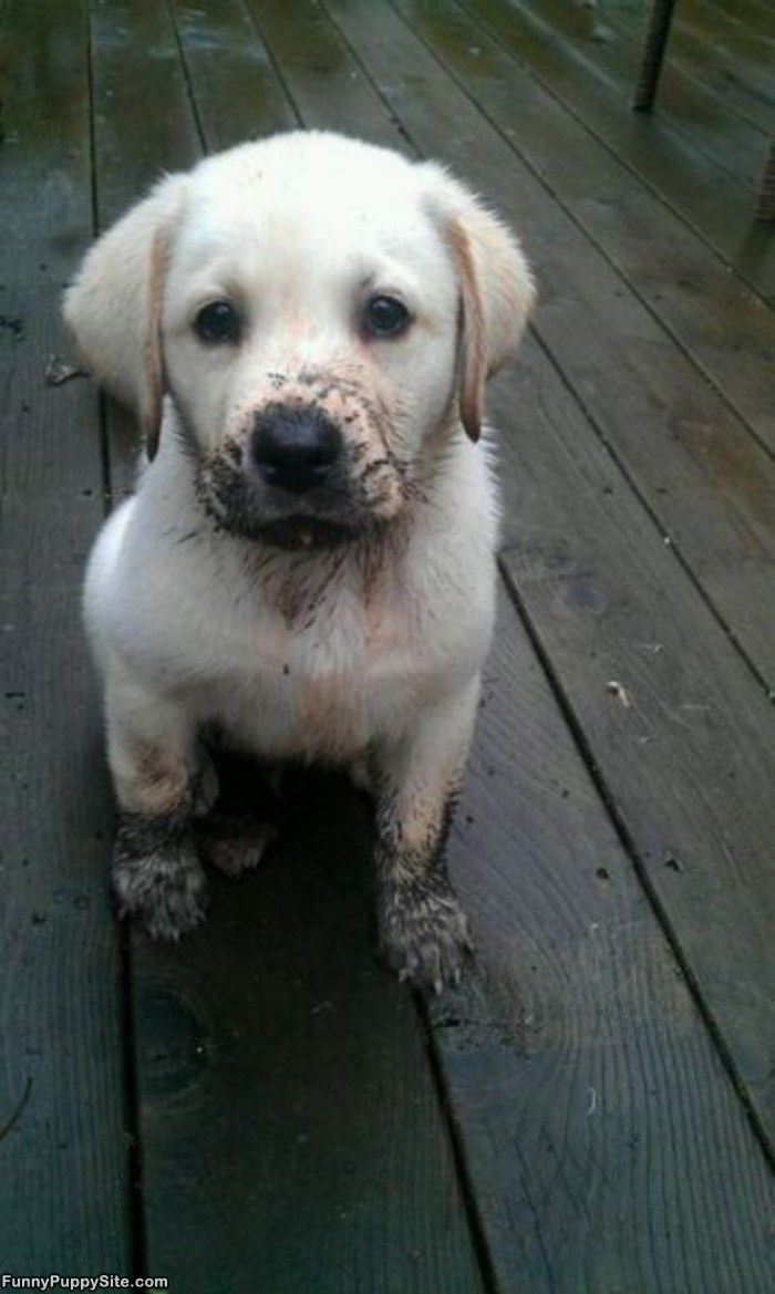 The Mud Pup