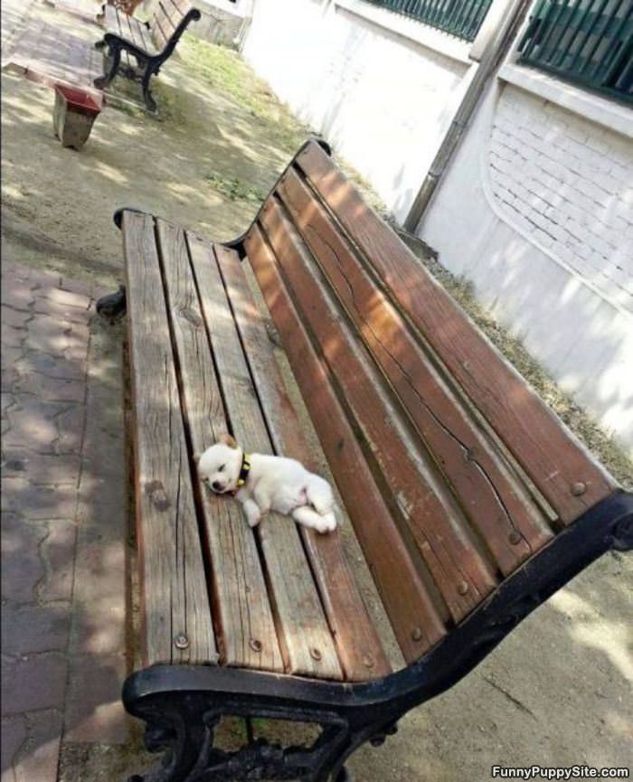 The Puppy Bench