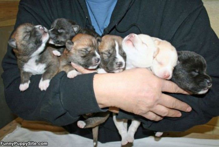 The Puppy Handful