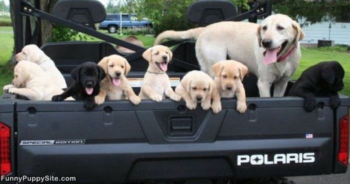 The Puppy Truck
