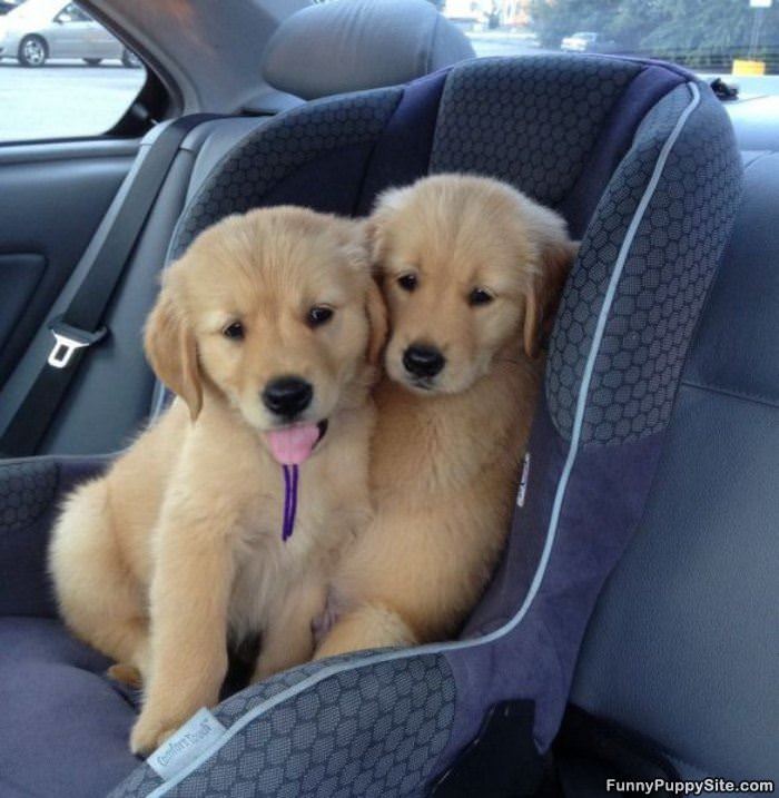 These Cute Puppies