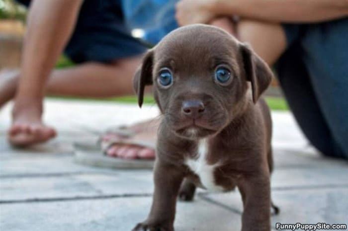 Those Big Puppy Eyes