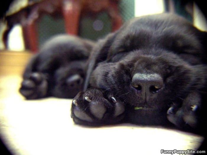 Tiny Black Pups