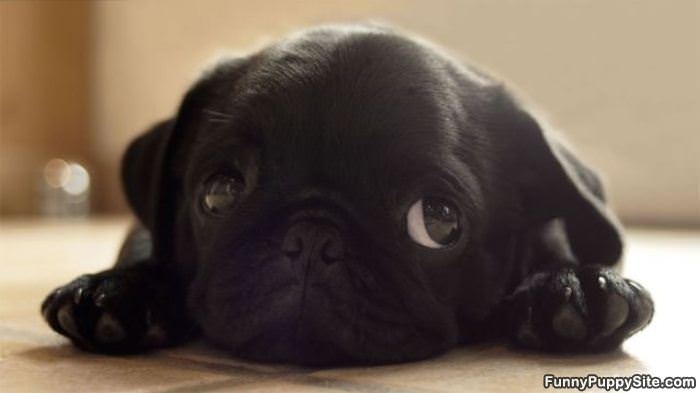 Tiny Cute Puppy Eyes