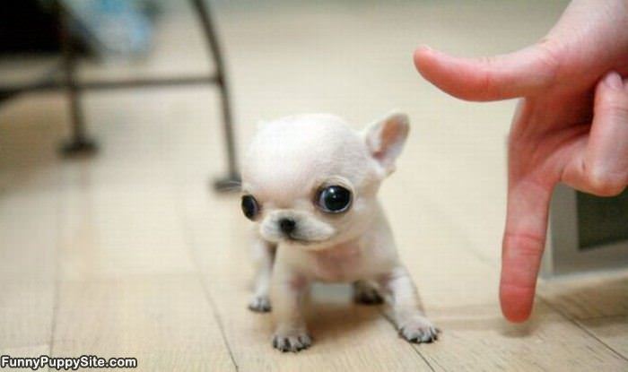 Tiny Puppy Is Tiny