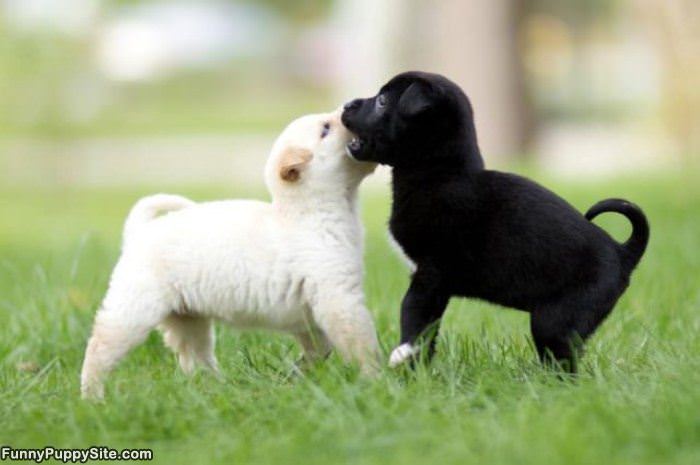 Tiny Puppy Kisses