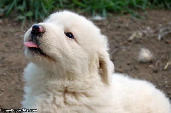 Tongue Out Puppy