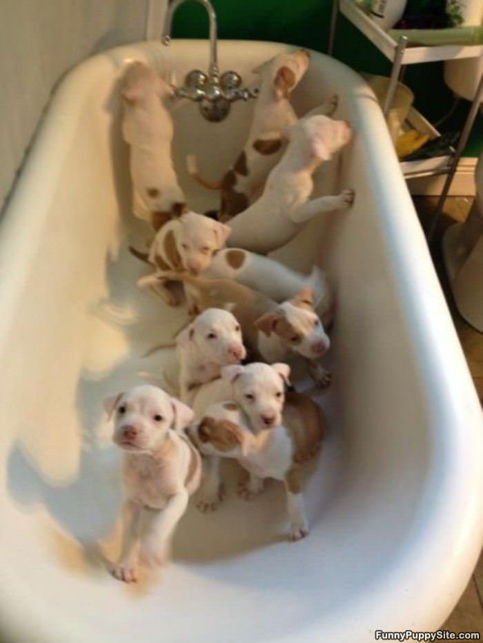 Tub Of Puppies