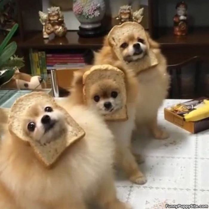 We Are All Bread