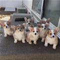 An Army Of Cuteness