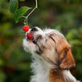 Eating All The Berries