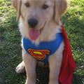 I Am Super Puppy