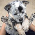 Tiny Pup