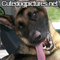 Cute Dog Pictures