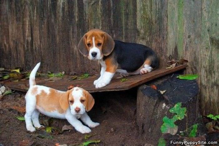2 Cute Puppies