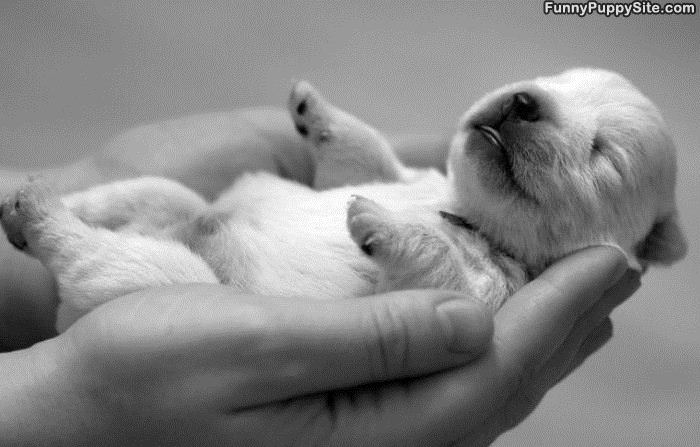 2 Hands